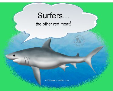 ../Images/surfers meat shark L.jpg